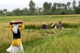 نقش سفیران در توانمندسازی دیجیتال زنان روستایی راهبردی است