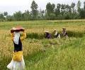 نقش سفیران در توانمندسازی دیجیتال زنان روستایی راهبردی است